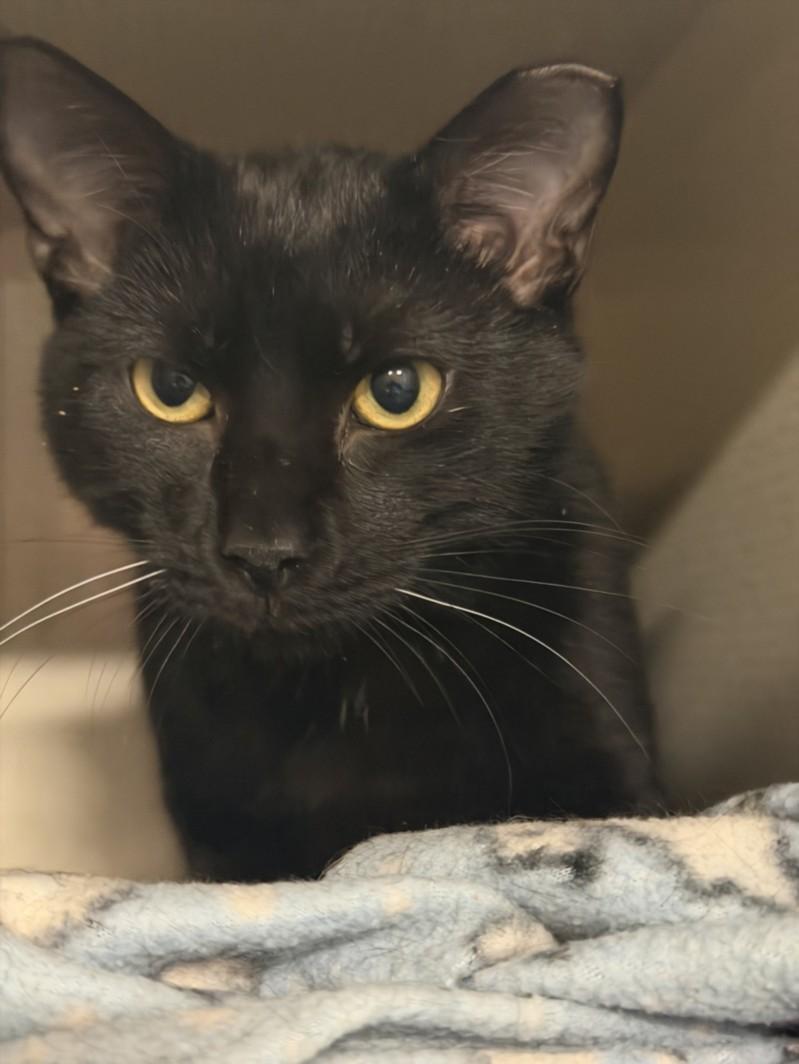 Enlarge PHANTOM, a Adoptable Domestic Short Hair in Hagerstown, MD image 1/1