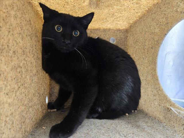 Enlarge PHANTOM, a Adoptable Domestic Short Hair in Hagerstown, MD image 1/1