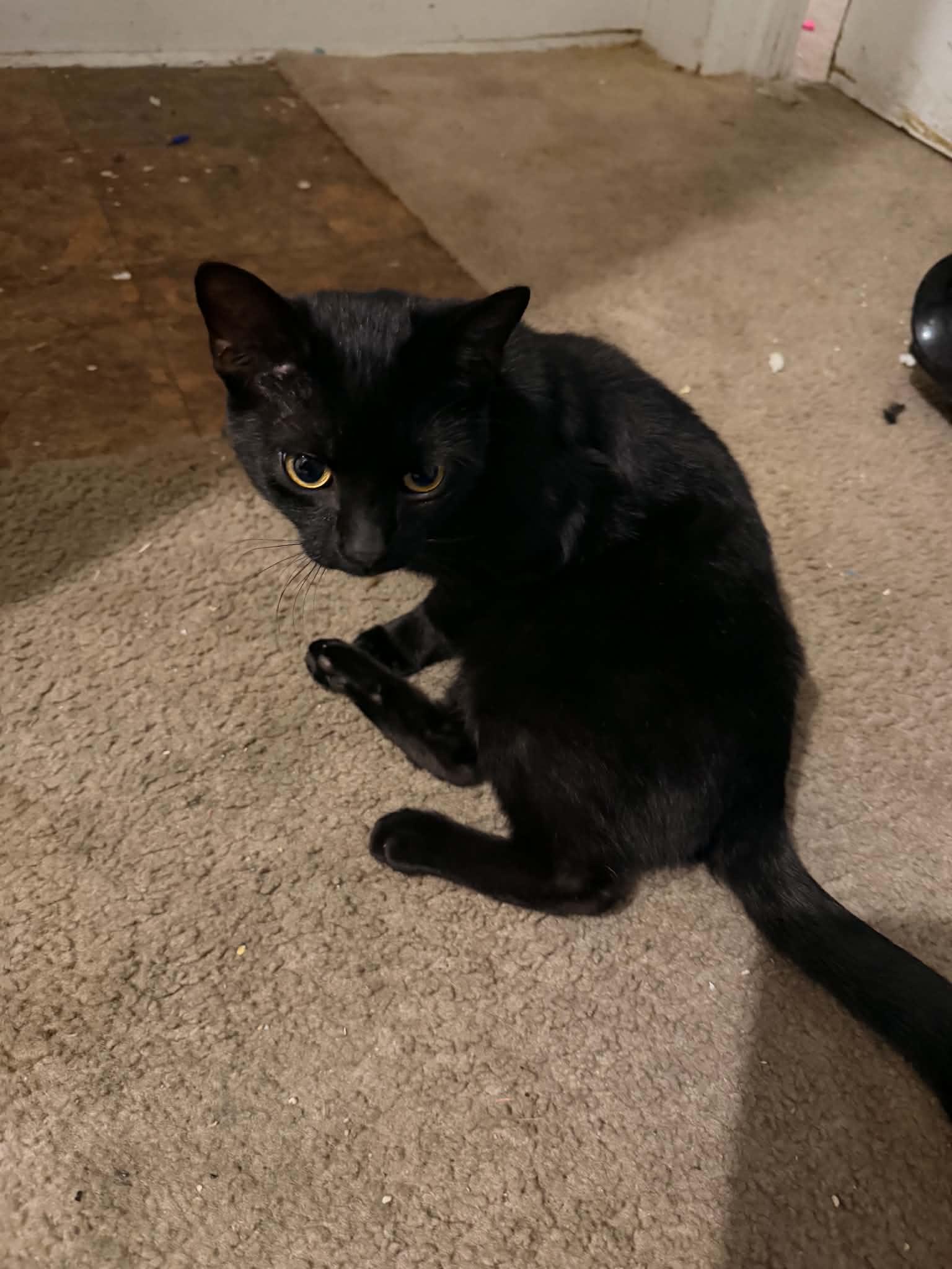 Enlarge Midnight , an adopted mixed breed in Parma, OH image 1/1