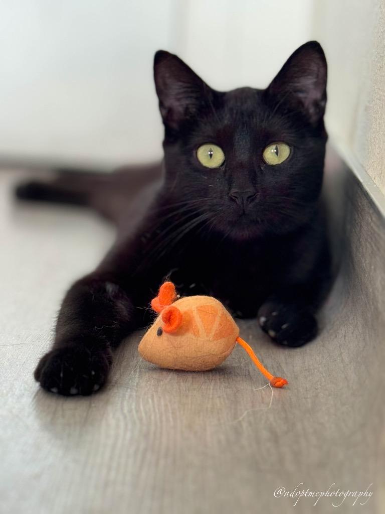 Enlarge Emerald, a Adoptable mixed breed in San Pedro, CA image 1/1