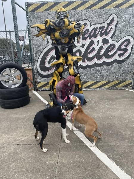 Enlarge Roxy, a Adopted Pit Bull Terrier in New waverly, TX image 3/3