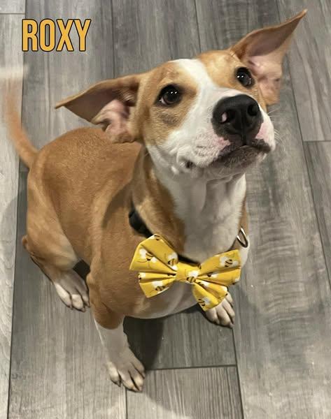 Roxy, Adopted, Young Female Pit Bull Terrier.