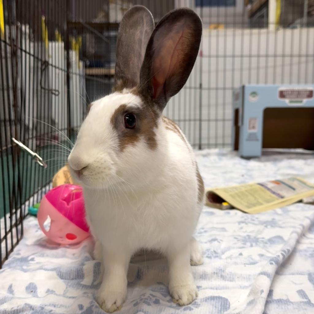 Callista / Ho Ho, a Adoptable English Spot in San Francisco, CA image 1/3