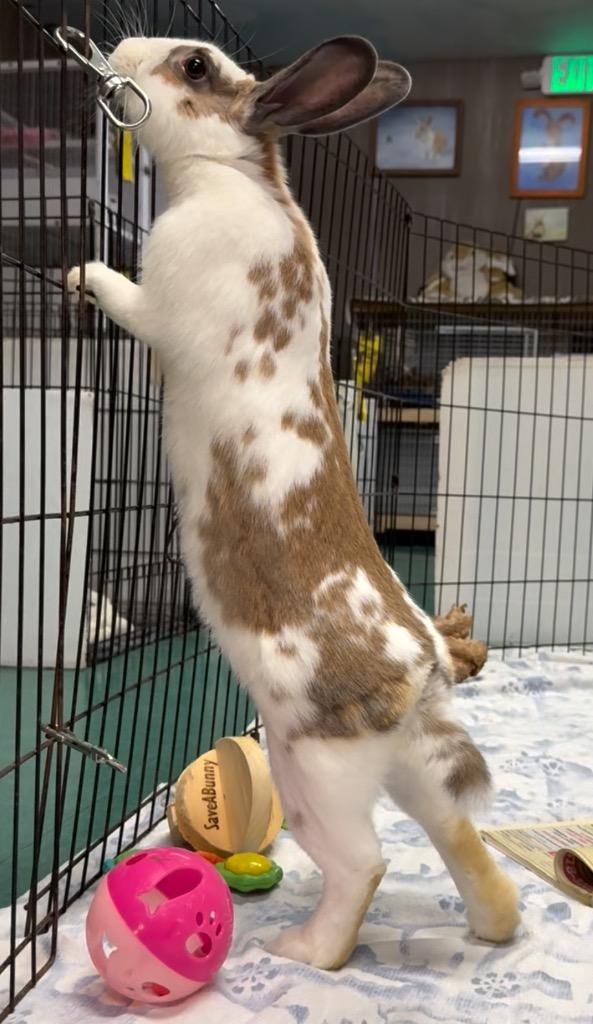 Callista / Ho Ho, a Adoptable English Spot in San Francisco, CA image 2/3