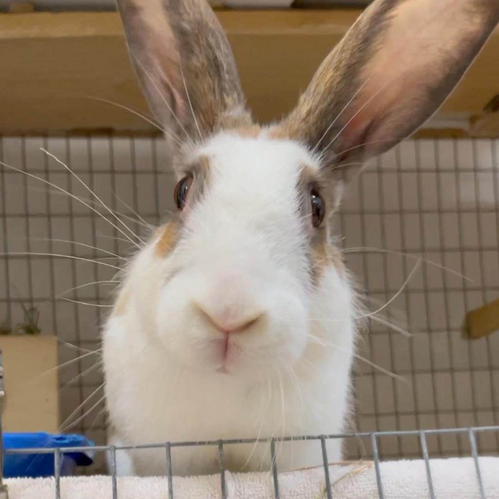Callista / Ho Ho, a Adoptable English Spot in San Francisco, CA image 3/3