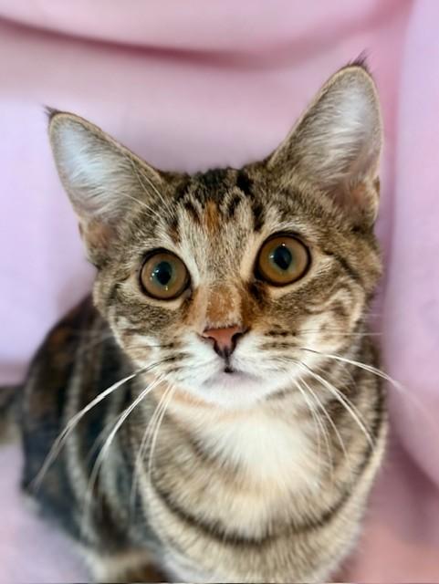 SAGE, a Adoptable Torbie in Greensboro, NC image 4/6