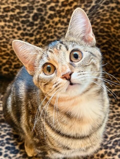 SAGE, a Adoptable Torbie in Greensboro, NC image 1/6