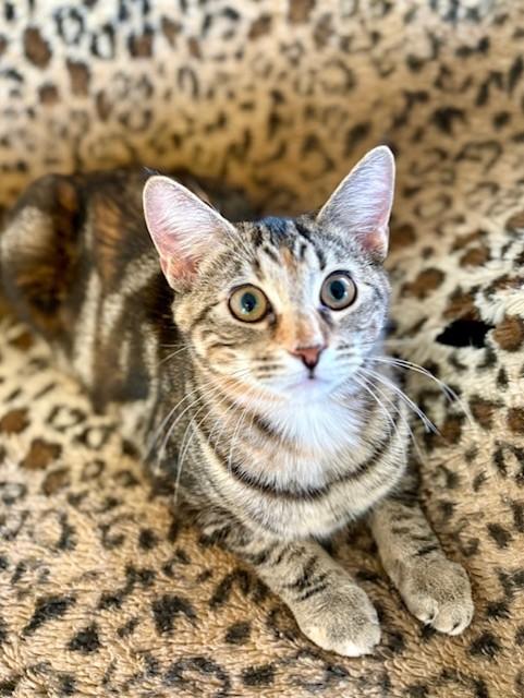 SAGE, a Adoptable Torbie in Greensboro, NC image 3/6