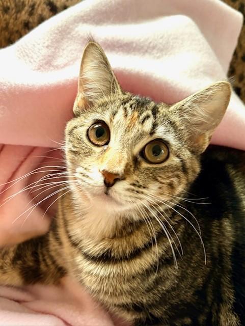 SAGE, a Adoptable Torbie in Greensboro, NC image 2/6