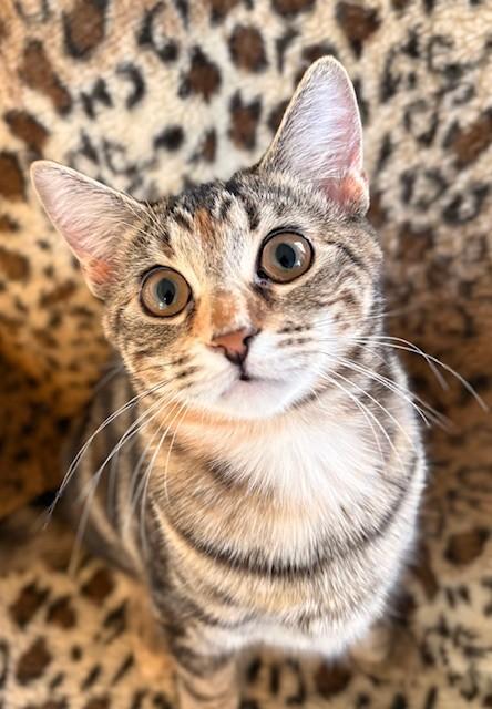 SAGE, a Adoptable Torbie in Greensboro, NC image 5/6