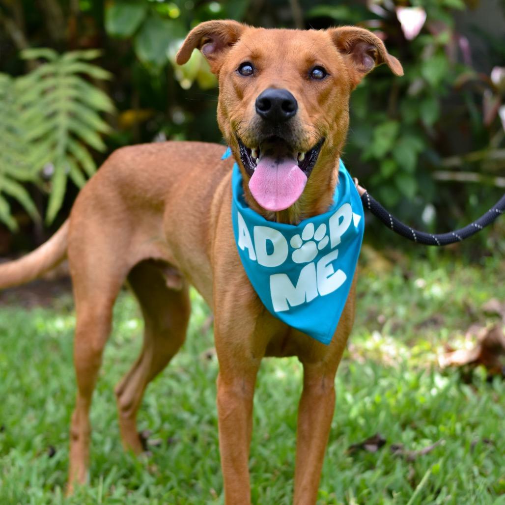 Enlarge Copper, a Adoptable mixed breed in Kailua Kona, HI image 1/4
