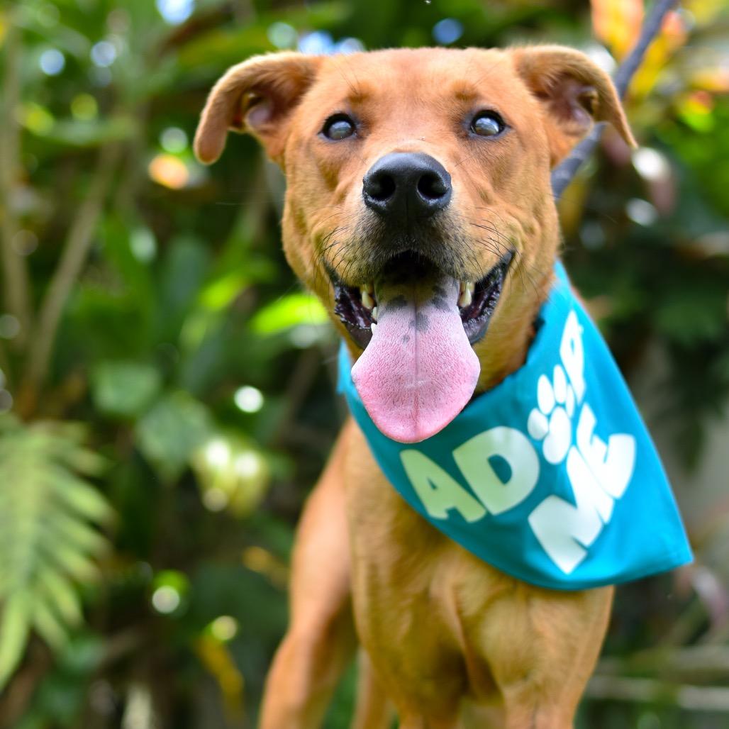 Enlarge Copper, a Adoptable mixed breed in Kailua Kona, HI image 2/4