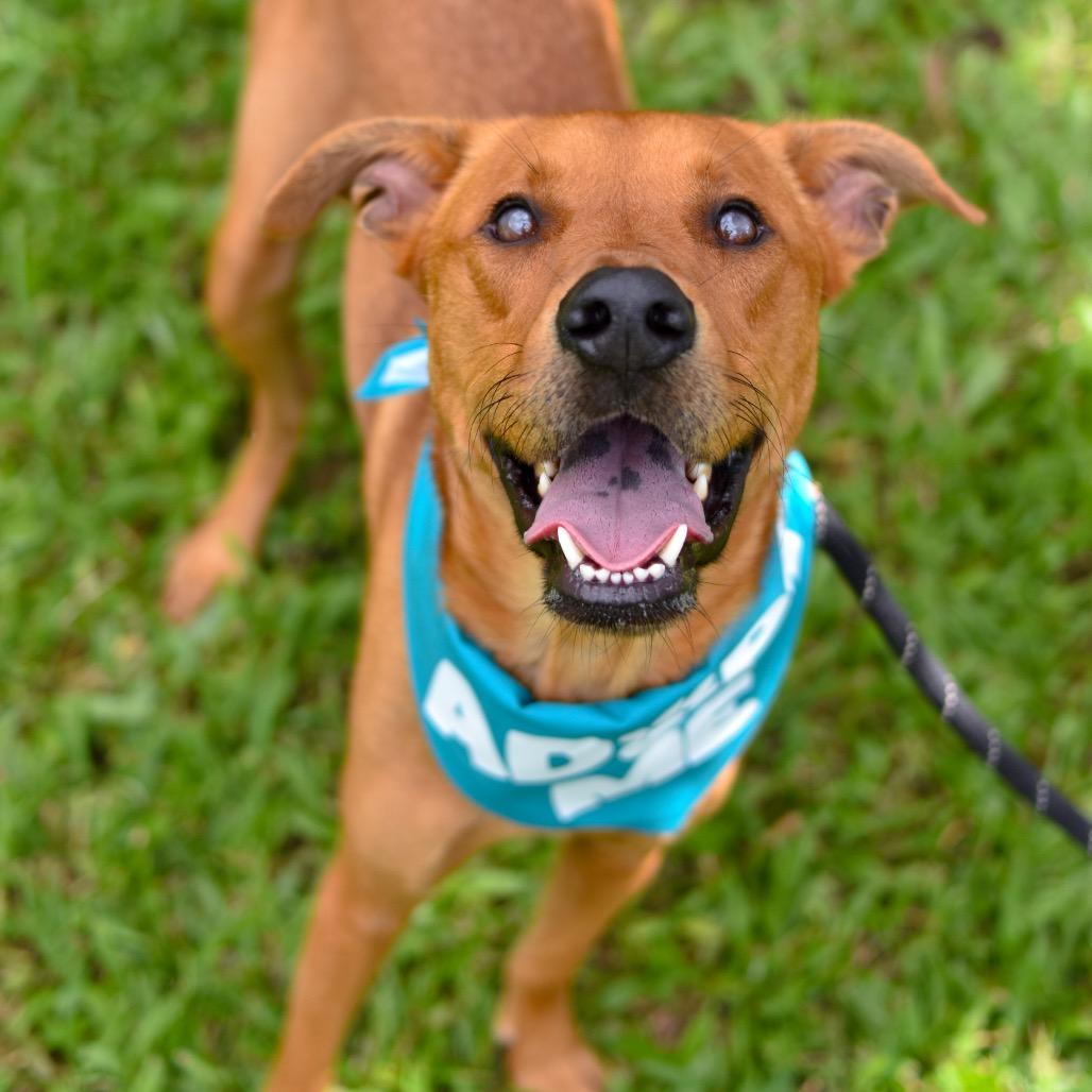 Enlarge Copper, a Adoptable mixed breed in Kailua Kona, HI image 3/4