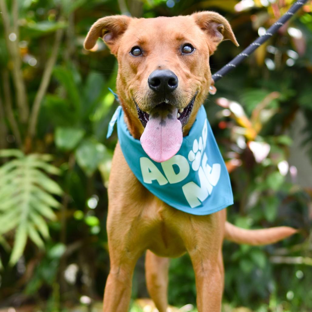 Enlarge Copper, a Adoptable mixed breed in Kailua Kona, HI image 4/4
