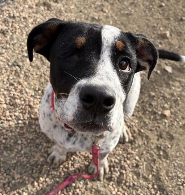 Enlarge Kenai, a Adoptable mixed breed in Golden, CO image 1/1