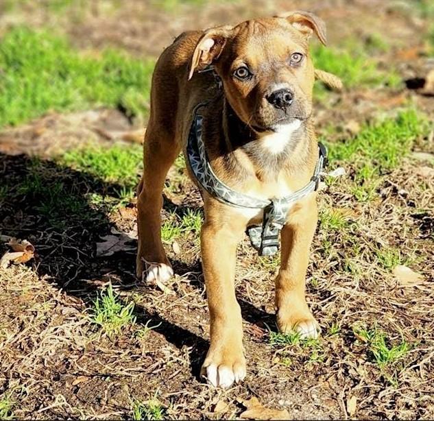 Enlarge Jingle, a Adoptable mixed breed in Owings, MD image 6/6