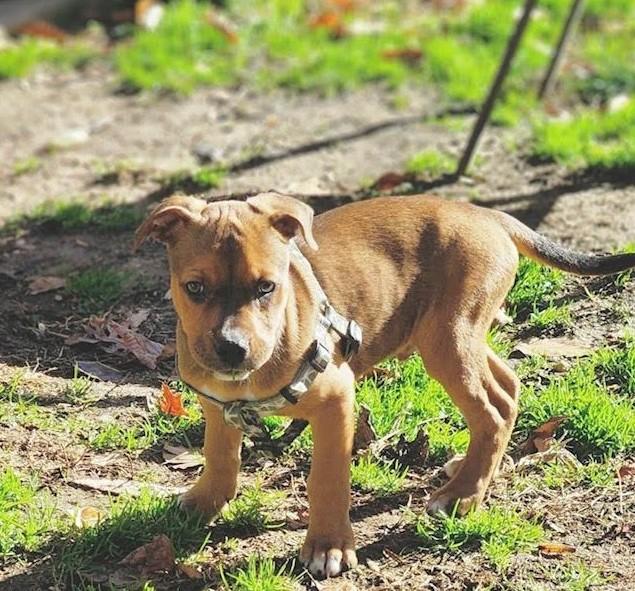 Enlarge Jingle, a Adoptable mixed breed in Owings, MD image 5/6