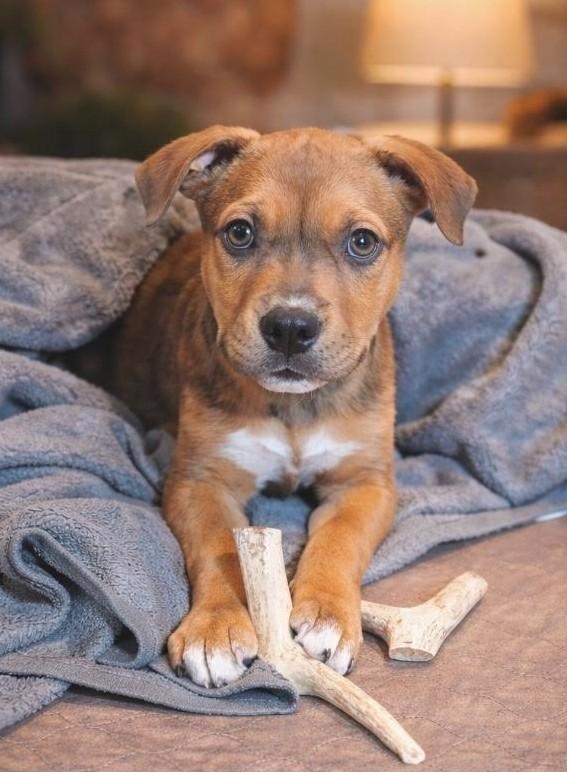 Enlarge Jingle, a Adoptable mixed breed in Owings, MD image 2/6