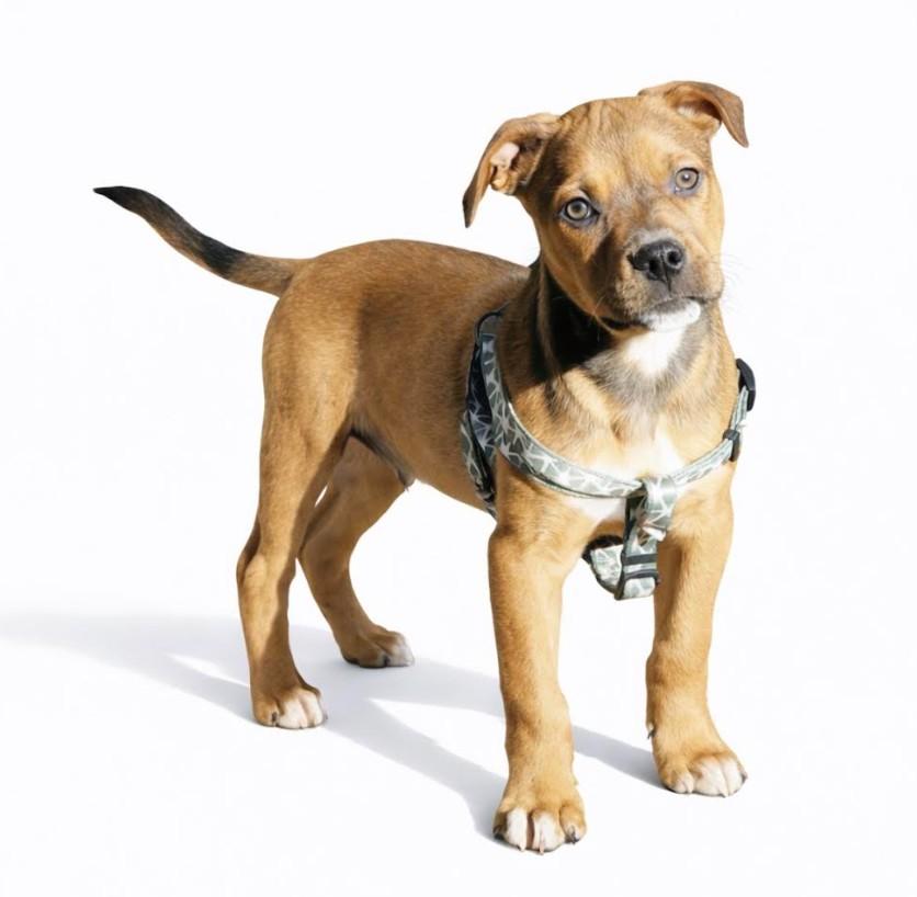 Enlarge Jingle, a Adoptable mixed breed in Owings, MD image 4/6