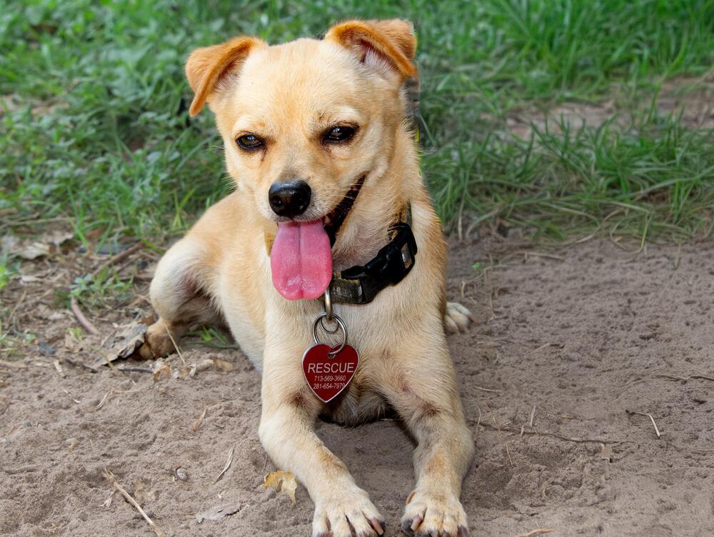 Jasper, Adoptable, Adult Male Chihuahua.