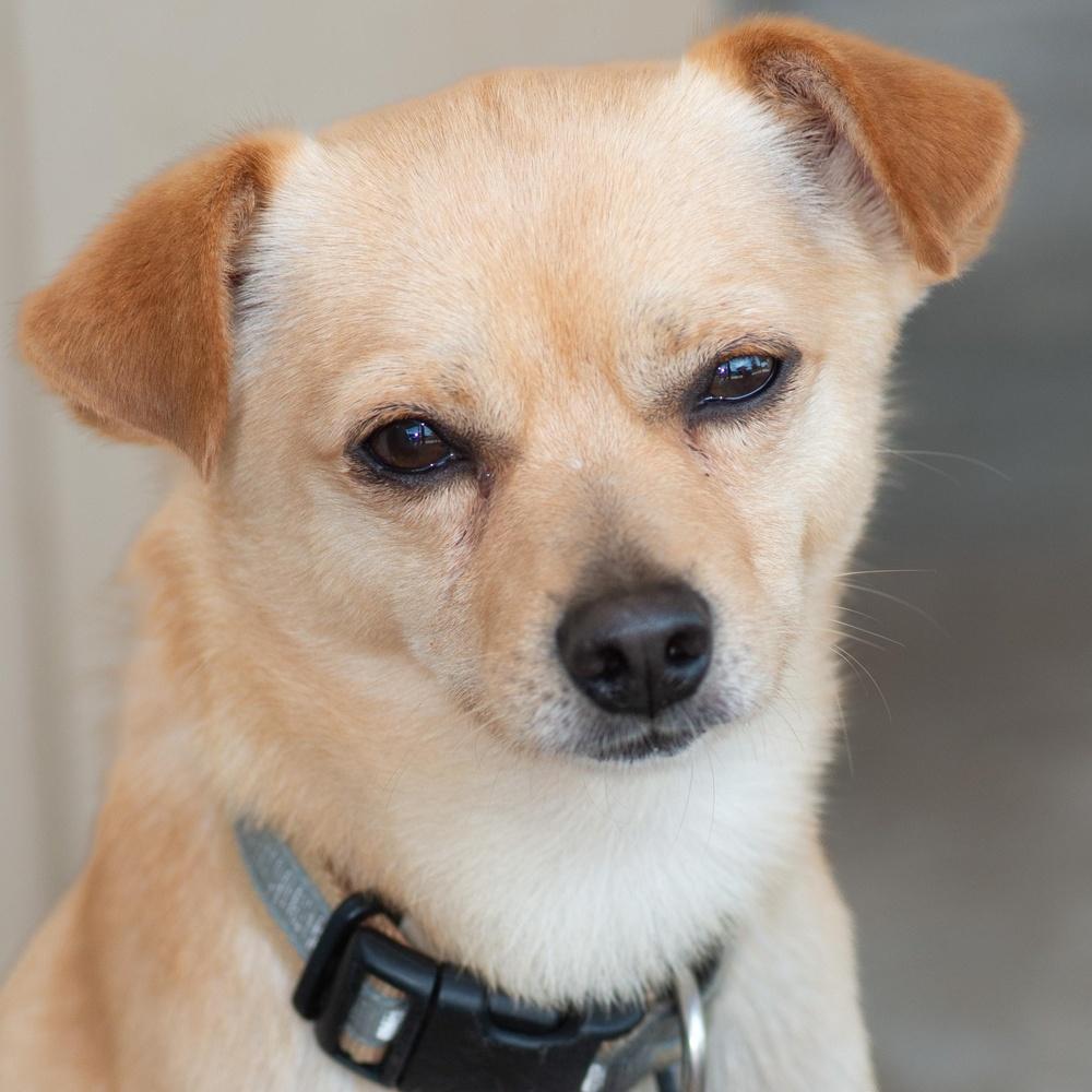 Jasper, a Adoptable mixed breed image 2/3