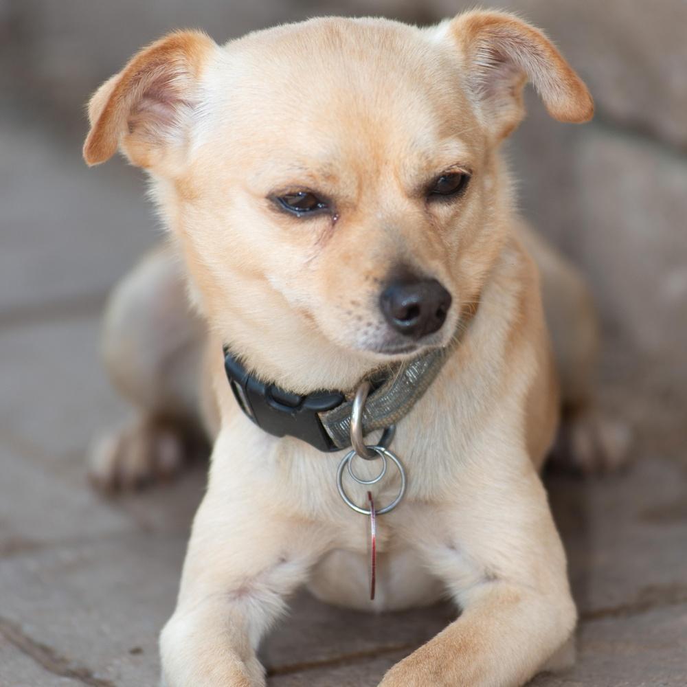 Jasper, a Adoptable mixed breed image 3/3