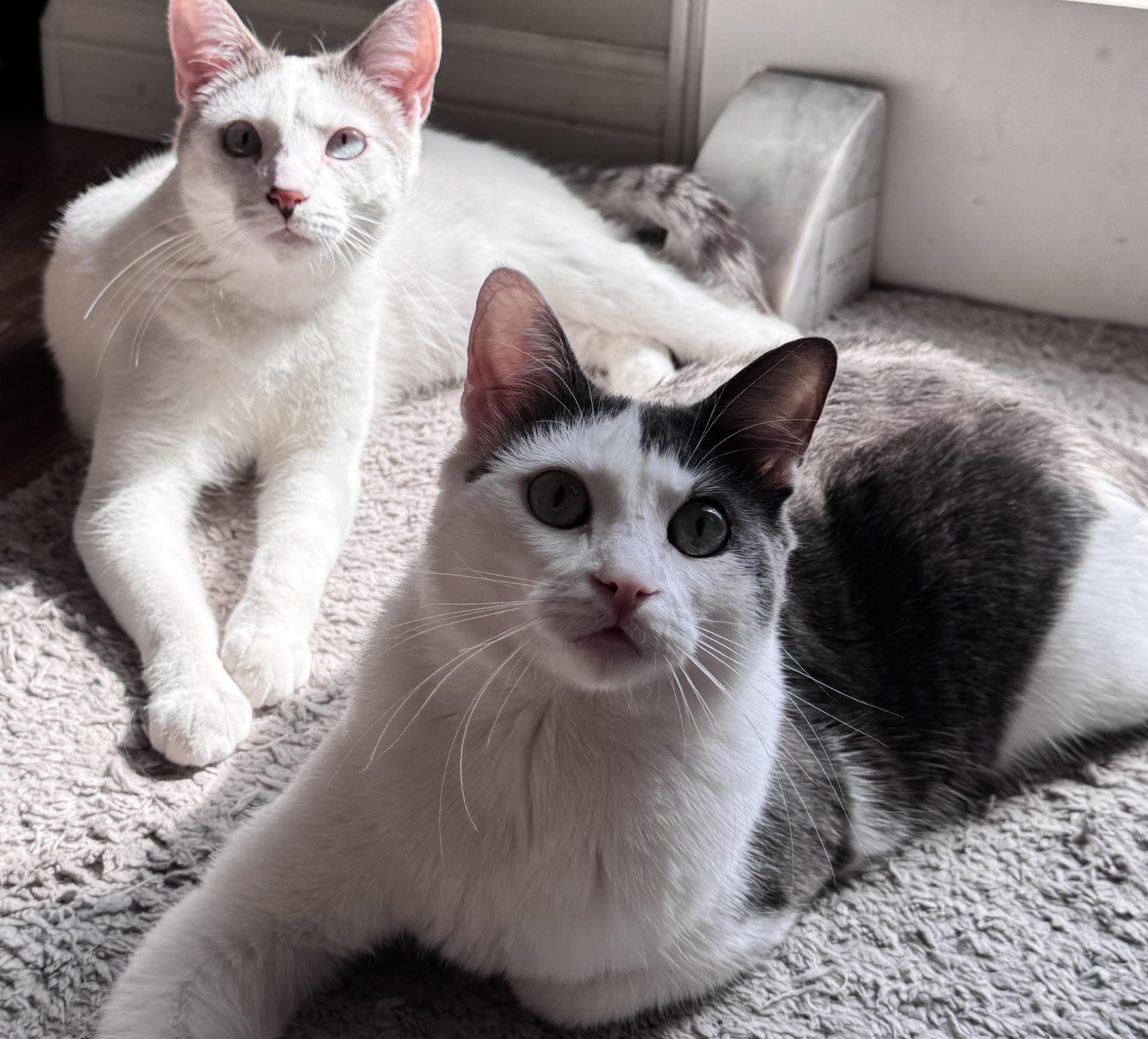 Jerry, Adoptable, Young Male Snowshoe & Siamese.