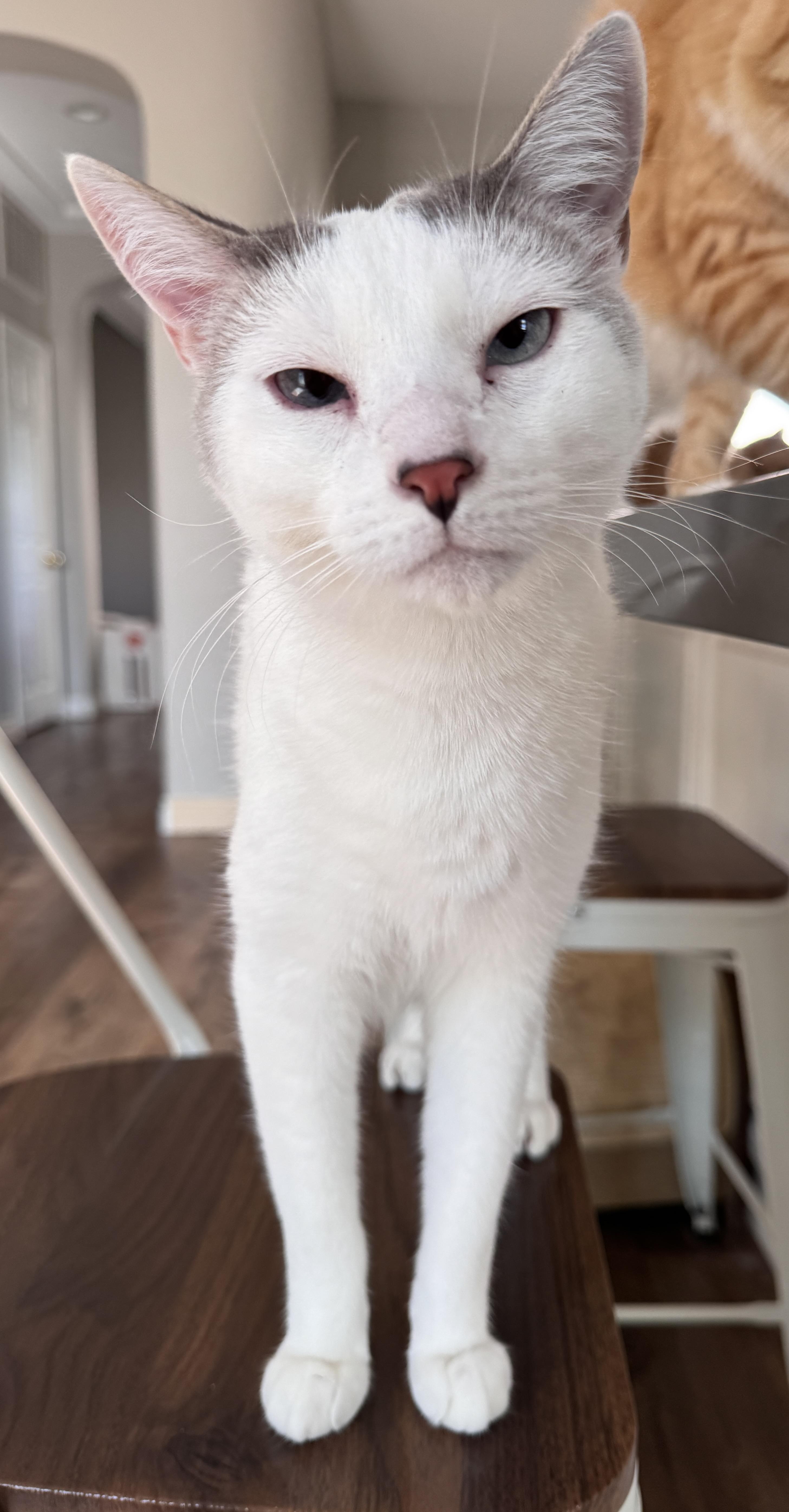 Jerry, Adoptable, Young Male Snowshoe & Siamese.