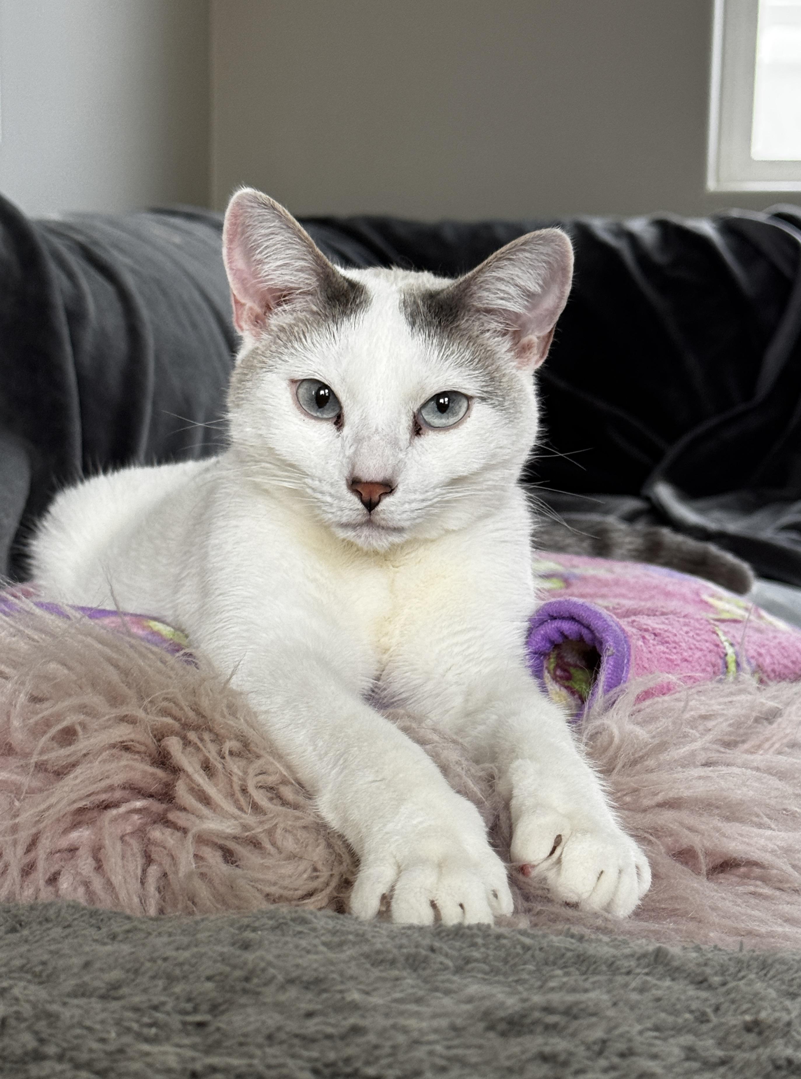 Jerry, a Adoptable mixed breed in Laguna Beach, CA image 3/4