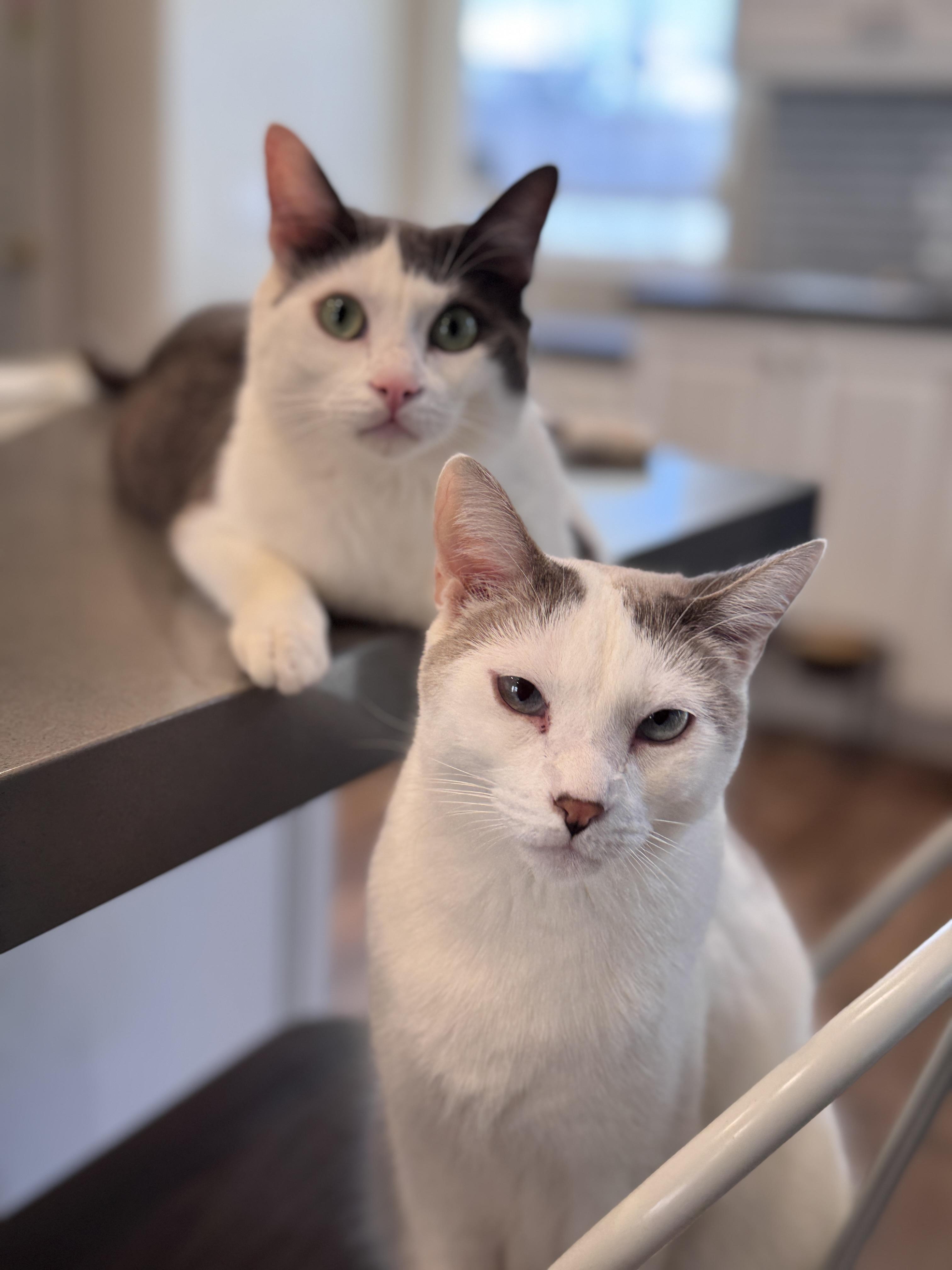 Jerry, a Adoptable mixed breed in Laguna Beach, CA image 4/4