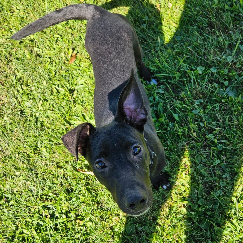 Weenie, Adoptable, Young Male Mixed Breed.