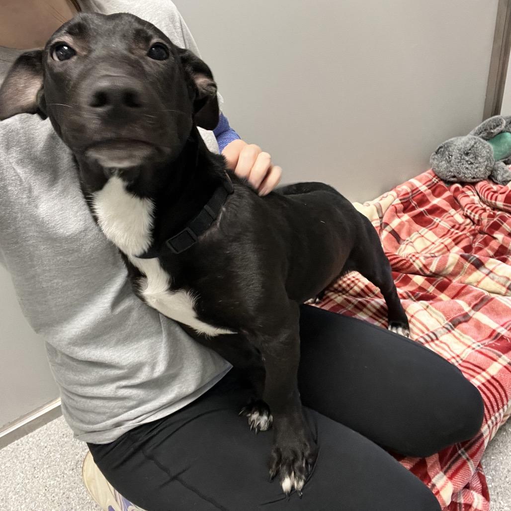 Enlarge Weenie, a Adoptable Mixed Breed in Oneonta, NY image 2/6