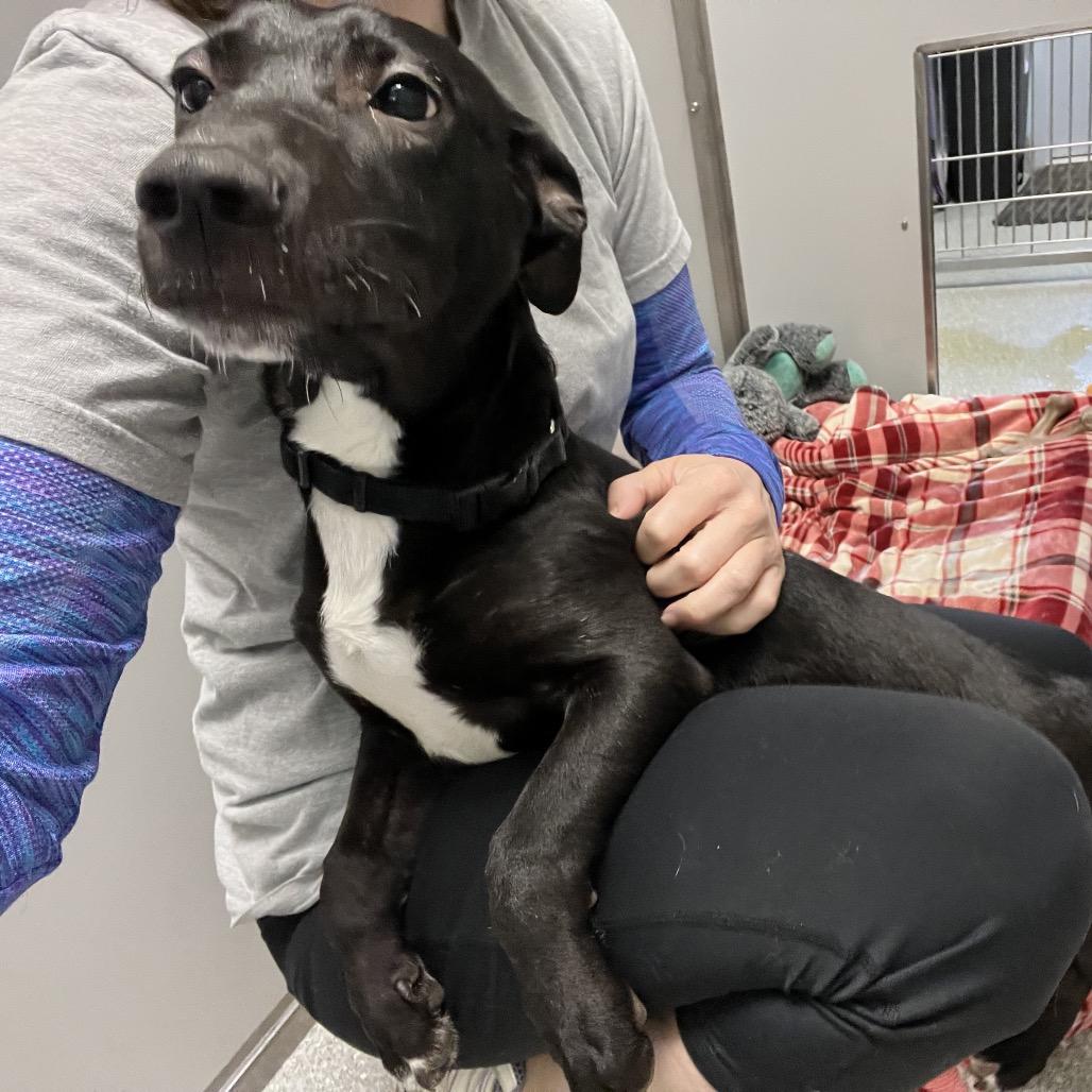 Enlarge Weenie, a Adoptable Mixed Breed in Oneonta, NY image 3/6