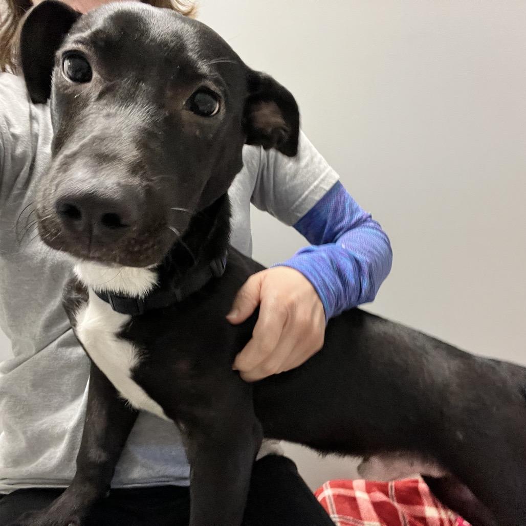 Enlarge Weenie, a Adoptable Mixed Breed in Oneonta, NY image 4/6