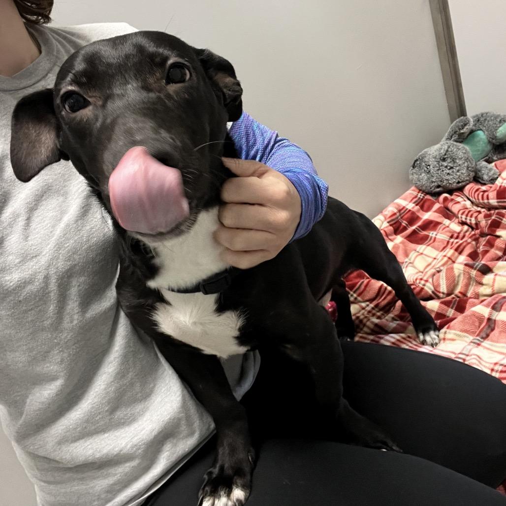 Enlarge Weenie, a Adoptable Mixed Breed in Oneonta, NY image 5/6