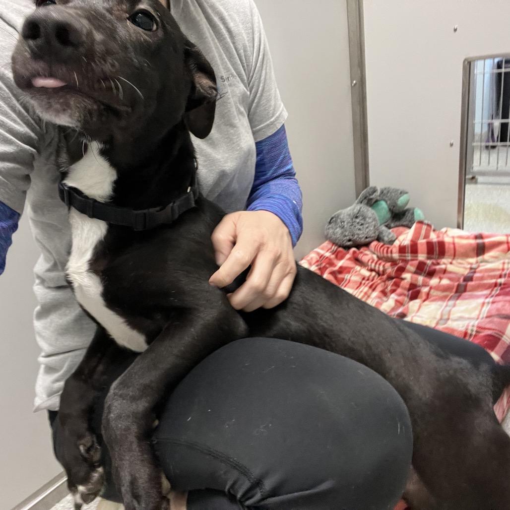 Enlarge Weenie, a Adoptable Mixed Breed in Oneonta, NY image 6/6
