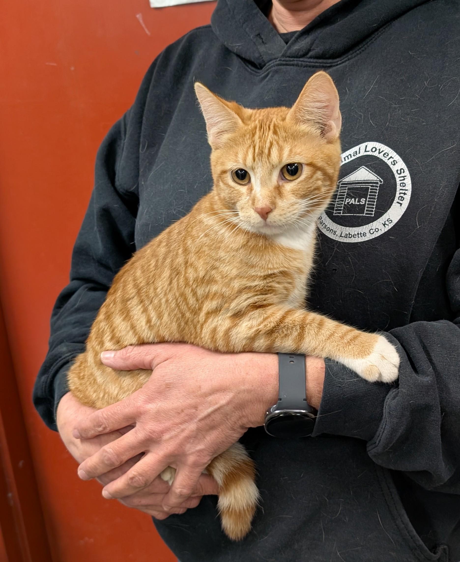 Otto, adopted, Young Male Domestic Short Hair.