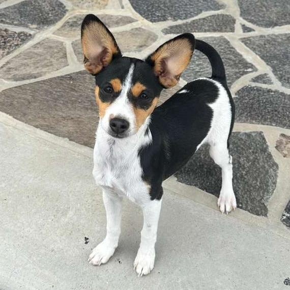 Patty, ADOPTABLE, Puppy Female Chihuahua.