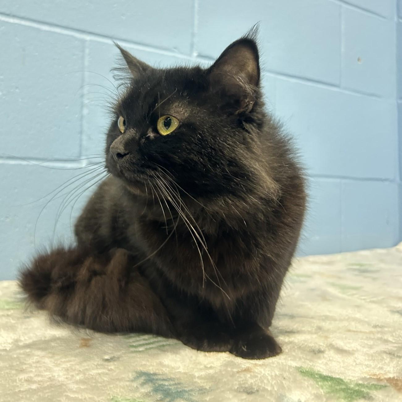 Phantom, Adult Male Domestic Medium Hair
