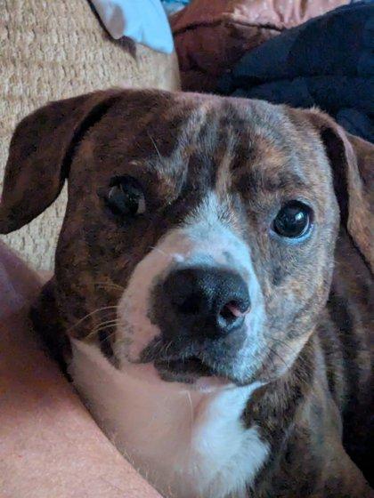 Enlarge Edgar, a Adoptable mixed breed in Daphne, AL image 1/3