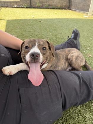 Enlarge Edgar, a Adoptable mixed breed in Daphne, AL image 2/3