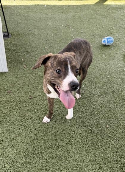 Enlarge Edgar, a Adoptable mixed breed in Daphne, AL image 2/2