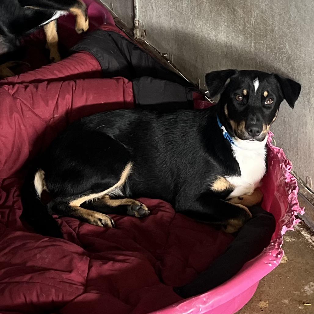 Fleetwood, Adoptable, Adult Male Shepherd & Mixed Breed.