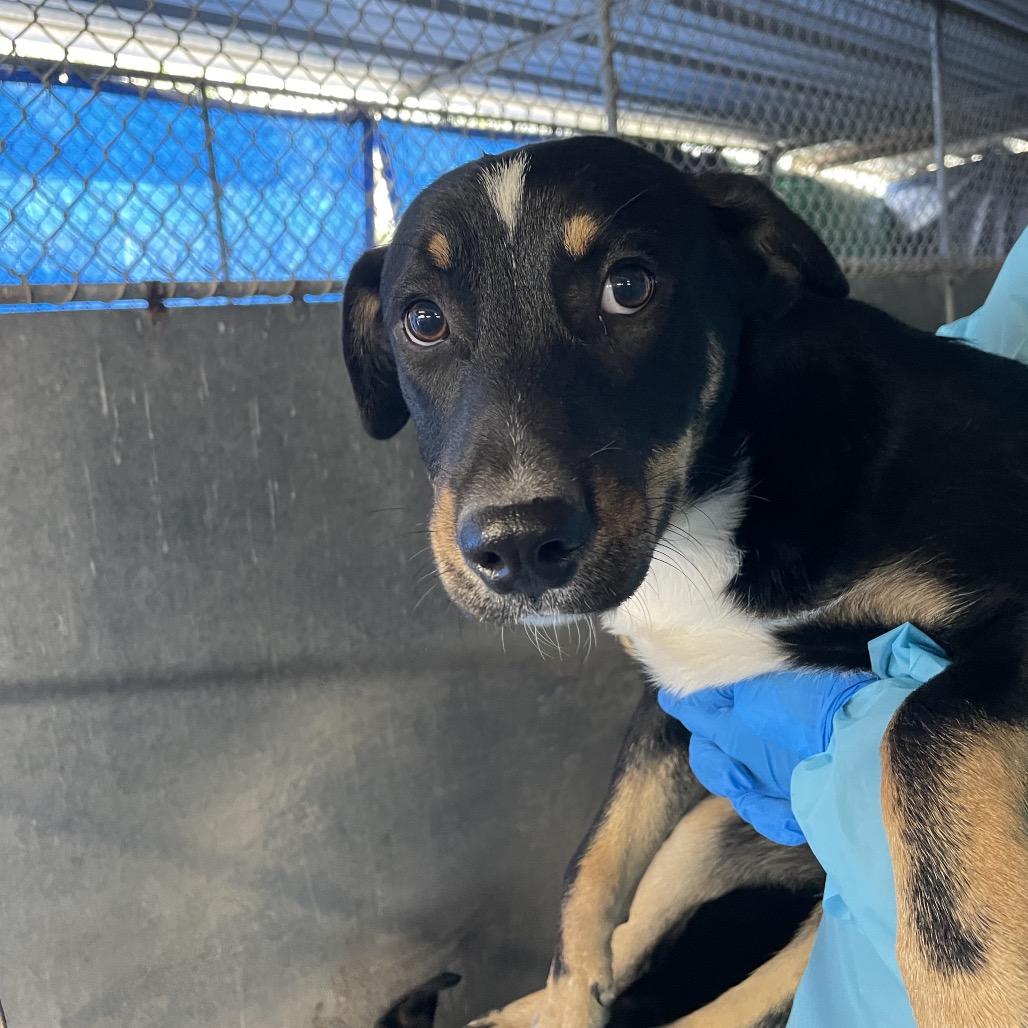 Enlarge Fleetwood, a Adoptable mixed breed in Edinburg, TX image 2/5