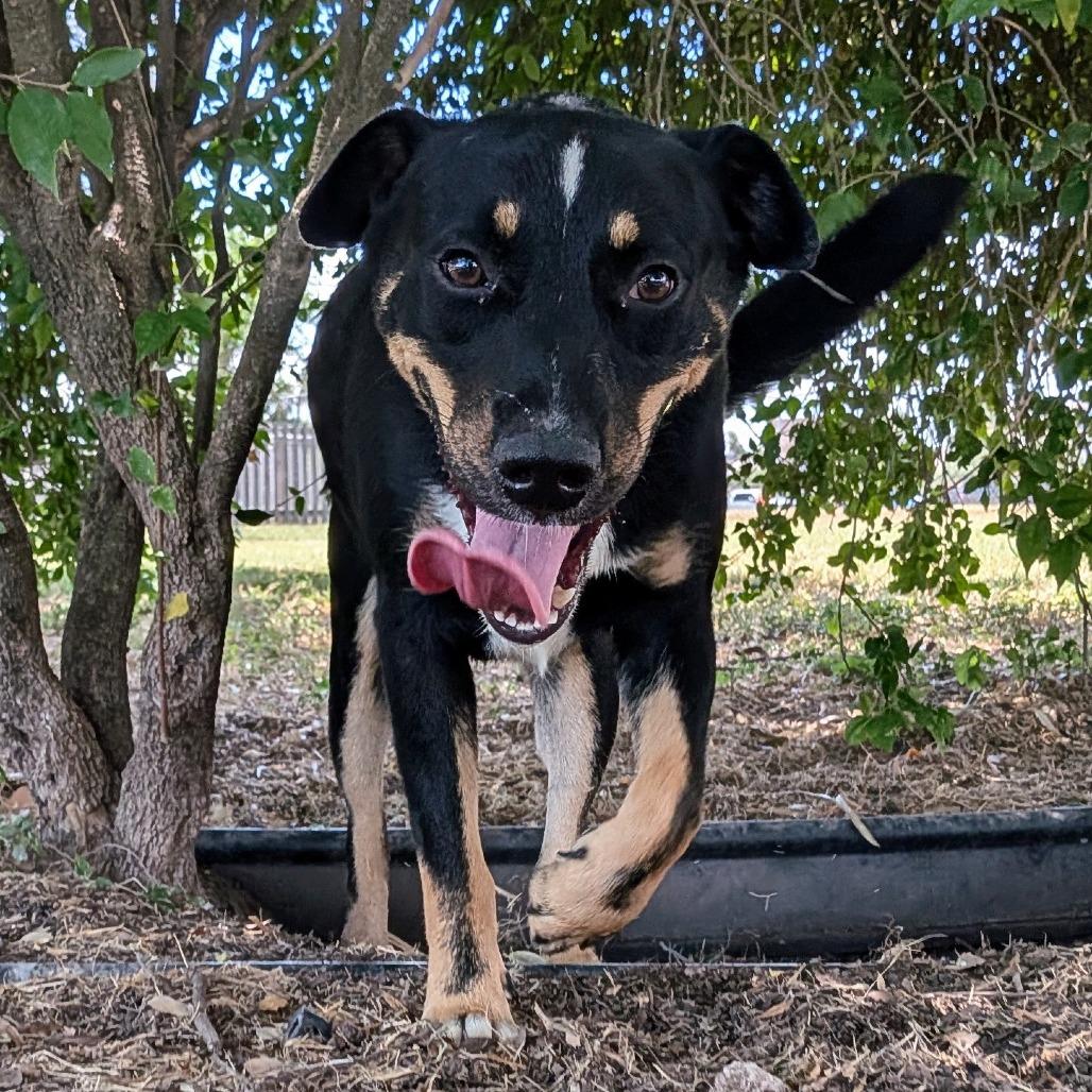 Enlarge Fleetwood, a Adoptable mixed breed in Edinburg, TX image 3/5
