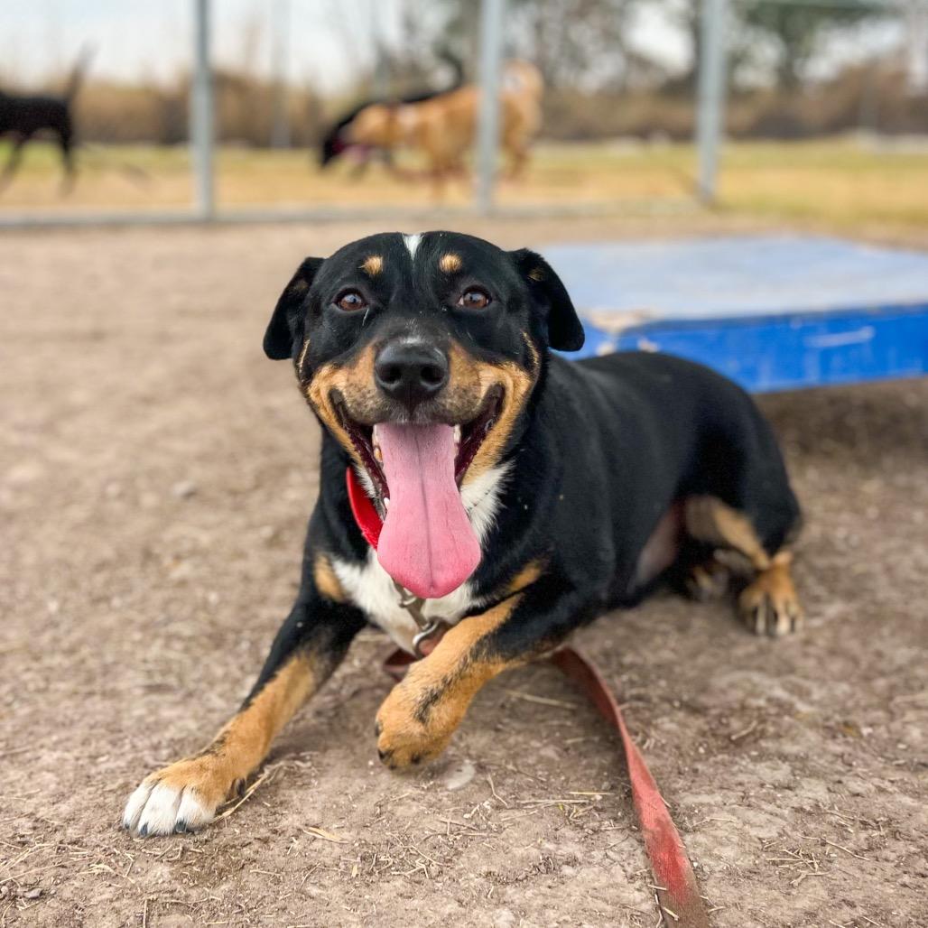 Enlarge Fleetwood, a Adoptable mixed breed in Edinburg, TX image 4/6