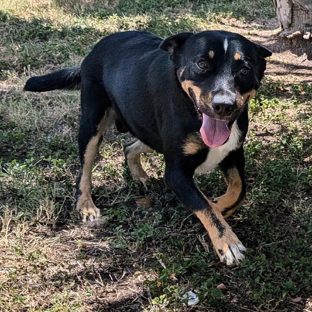 Enlarge Fleetwood, a Adoptable mixed breed in Edinburg, TX image 4/5