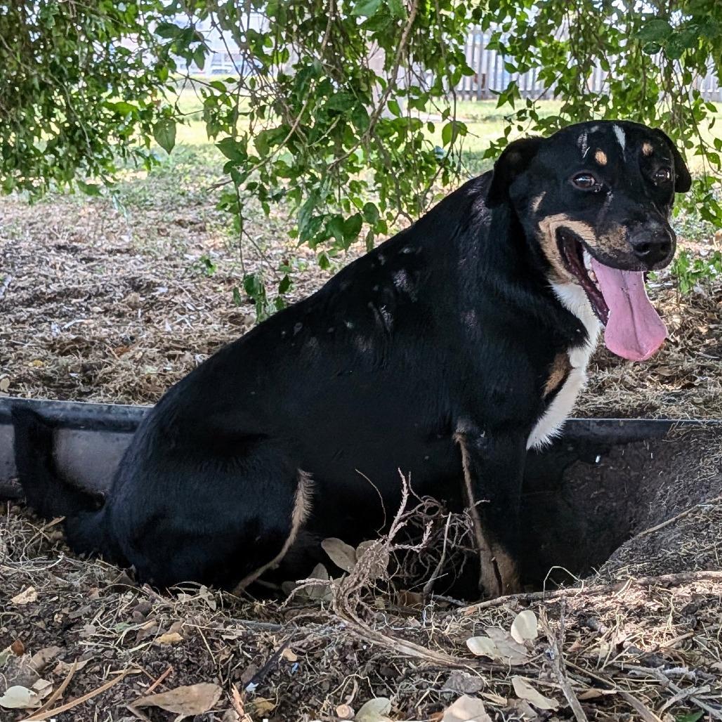 Enlarge Fleetwood, a Adoptable mixed breed in Edinburg, TX image 5/5