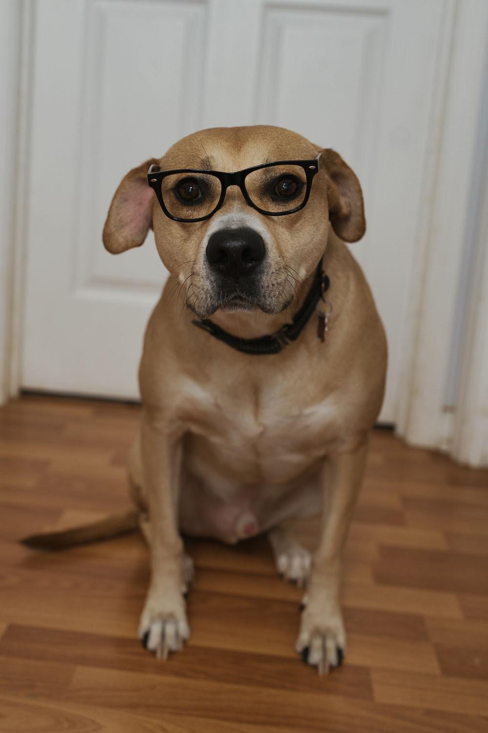 Kirby, Adoptable, Senior Male Pit Bull Terrier & Retriever.