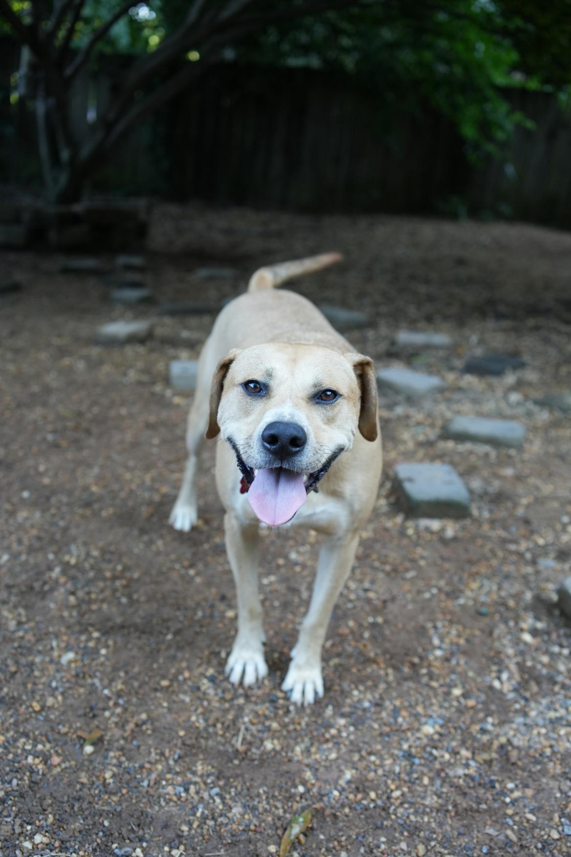 Enlarge Kirby, a Adoptable mixed breed in Chamblee, GA image 1/6